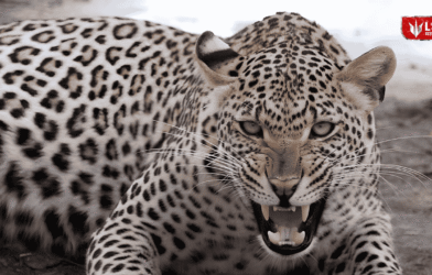 Leopard Attack Rescue