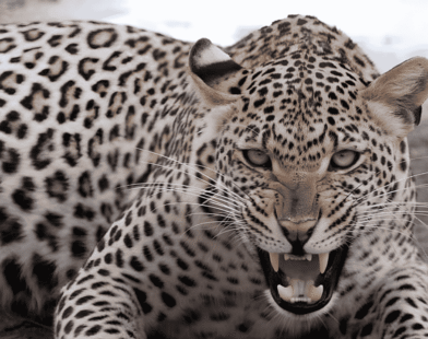 Leopard Attack Rescue