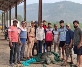 Male green sea turtle spotted for the first time at Bagmandla beach in Shrivardhan