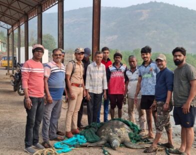 Male green sea turtle spotted for the first time at Bagmandla beach in Shrivardhan