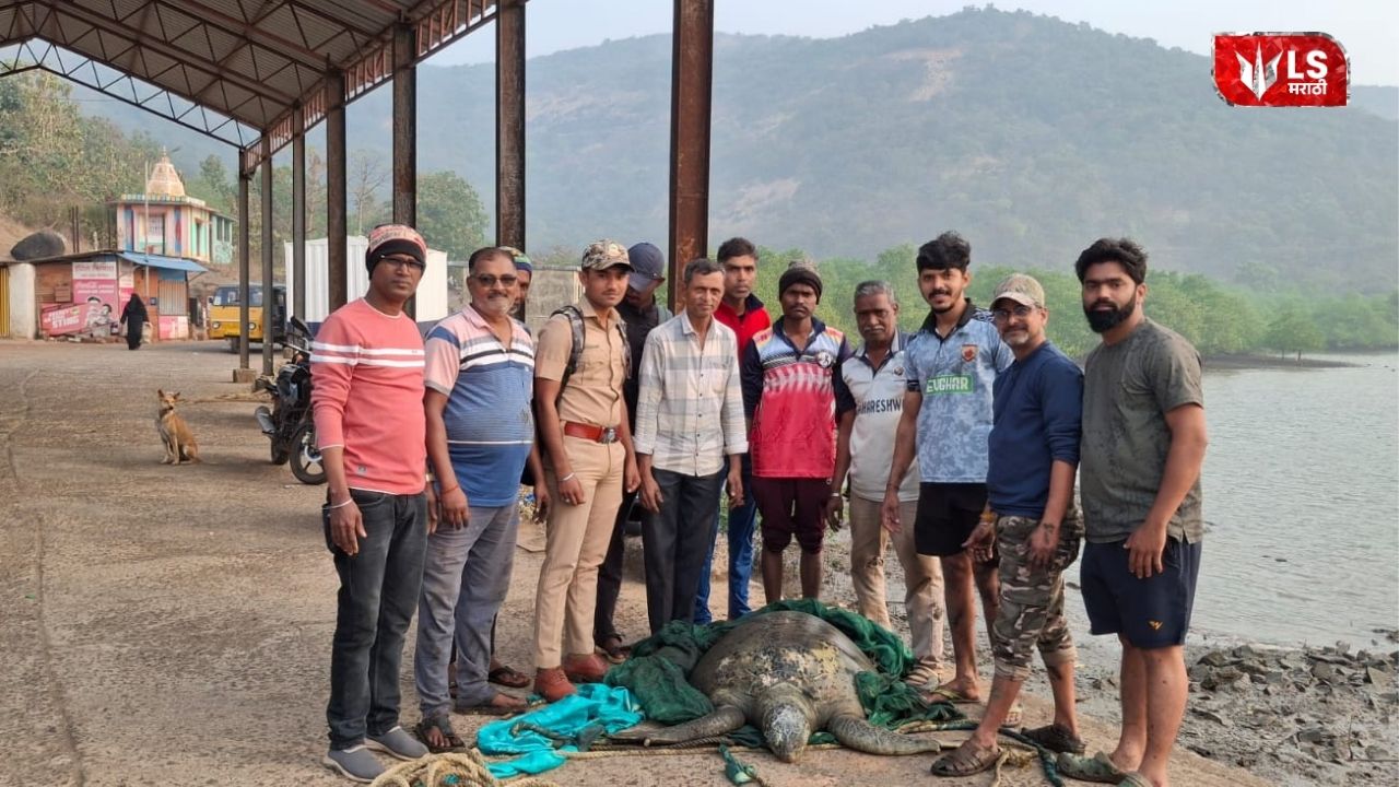 Male green sea turtle spotted for the first time at Bagmandla beach in Shrivardhan