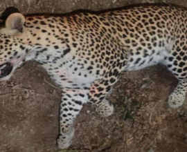A four-year-old male leopard died