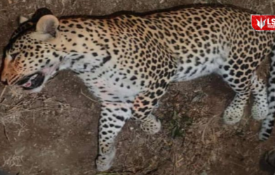 A four-year-old male leopard died