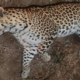 A four-year-old male leopard died