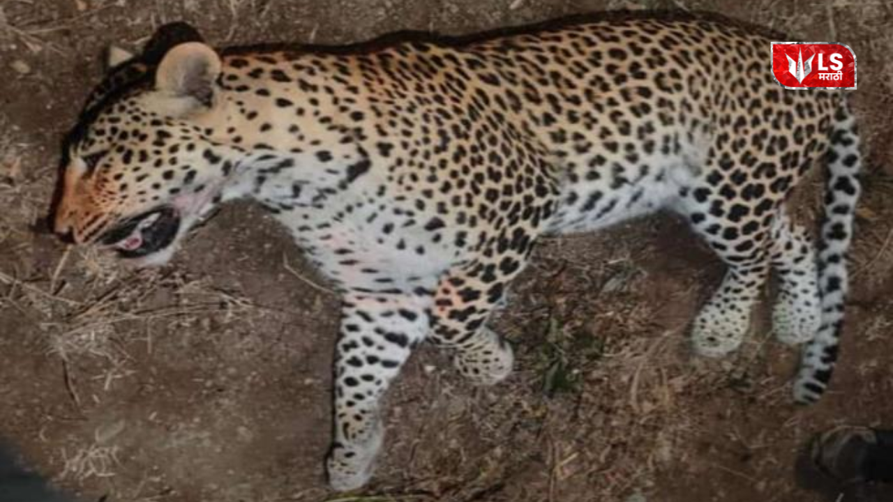 A four-year-old male leopard died
