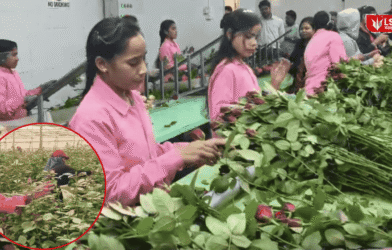 Valentine’s Day Rose International Demand