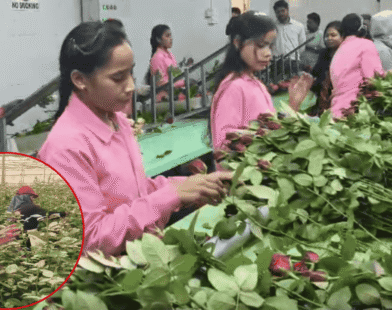 Valentine’s Day Rose International Demand