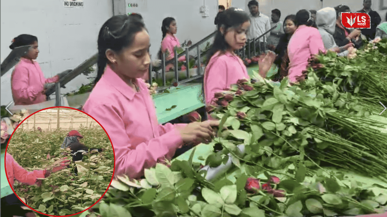 Valentine’s Day Rose International Demand