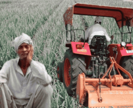 Farmer Destroys Onion Crop Due to Low Prices