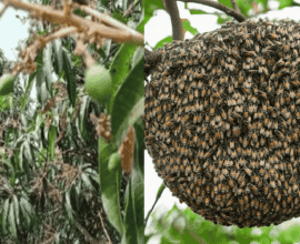 Decline in Honeybees Impacts Orchards