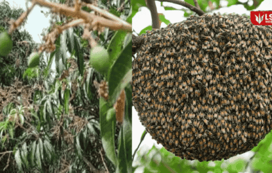 Decline in Honeybees Impacts Orchards