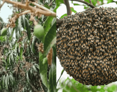 Decline in Honeybees Impacts Orchards