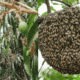 Decline in Honeybees Impacts Orchards