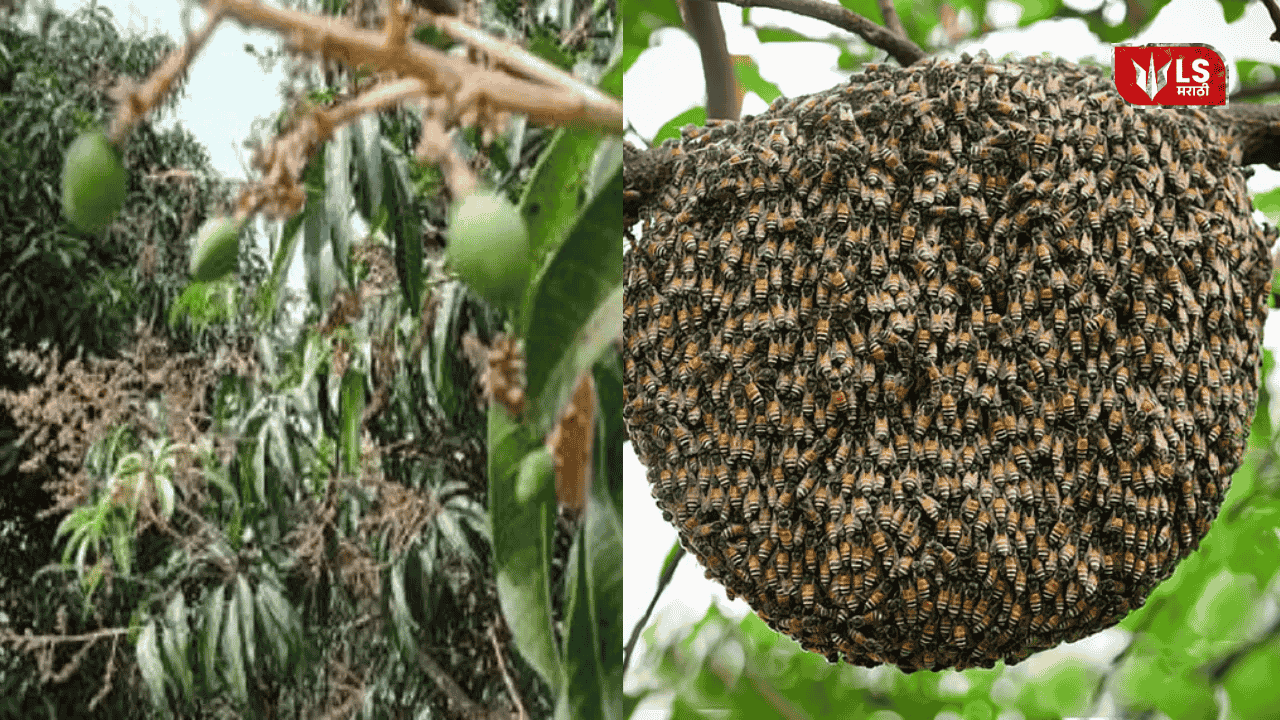 Decline in Honeybees Impacts Orchards