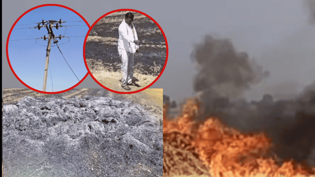 Farmer wheat crop fire Akola