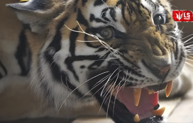 man eater tiger operation