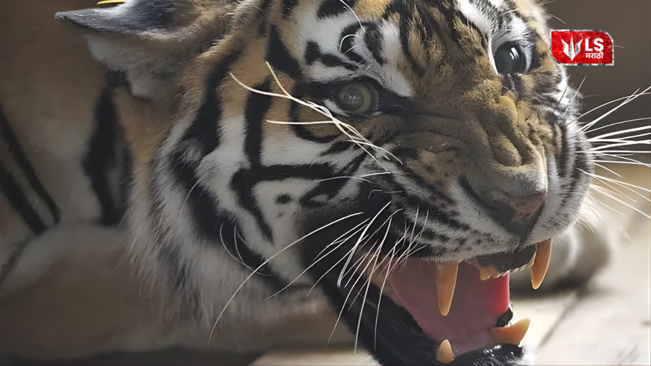 man eater tiger operation