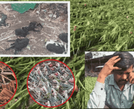 Pune rain crop damage