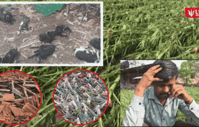 Pune rain crop damage