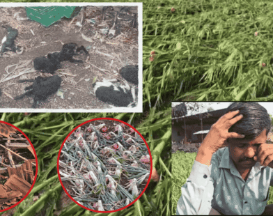 Pune rain crop damage