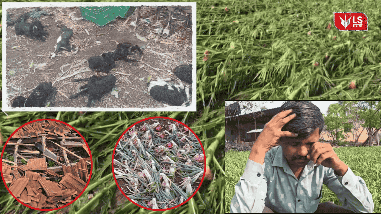 Pune rain crop damage