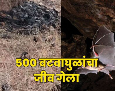 Bat Deaths Vidarbha