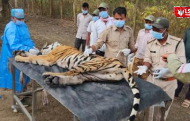Tigress and Four Cubs Death