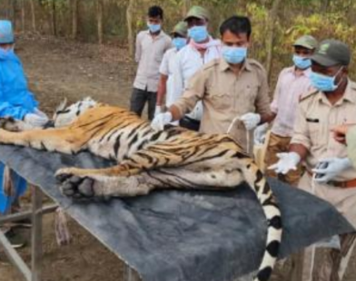 Tigress and Four Cubs Death