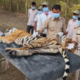 Tigress and Four Cubs Death