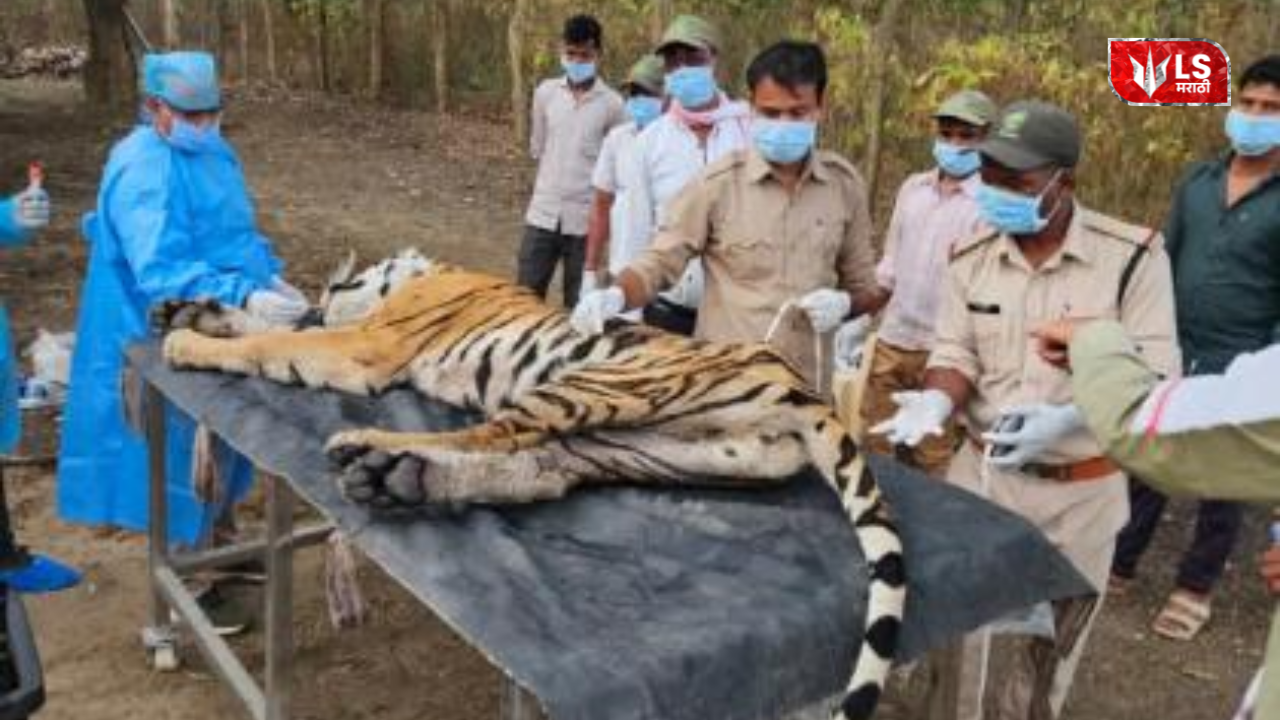 Tigress and Four Cubs Death