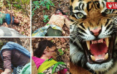 Chandrapur Tiger Attack