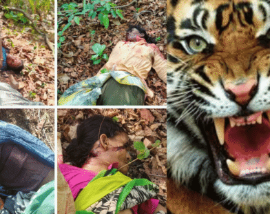 Chandrapur Tiger Attack