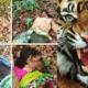 Chandrapur Tiger Attack