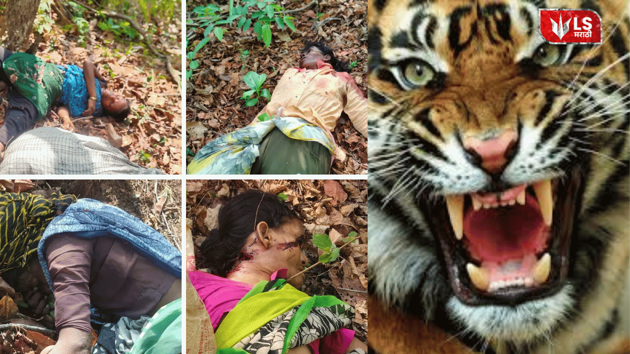 Chandrapur Tiger Attack