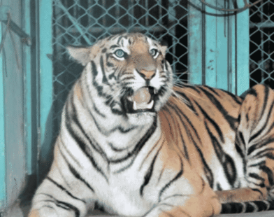T2 Tigress Captured Chandrapur