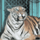 T2 Tigress Captured Chandrapur