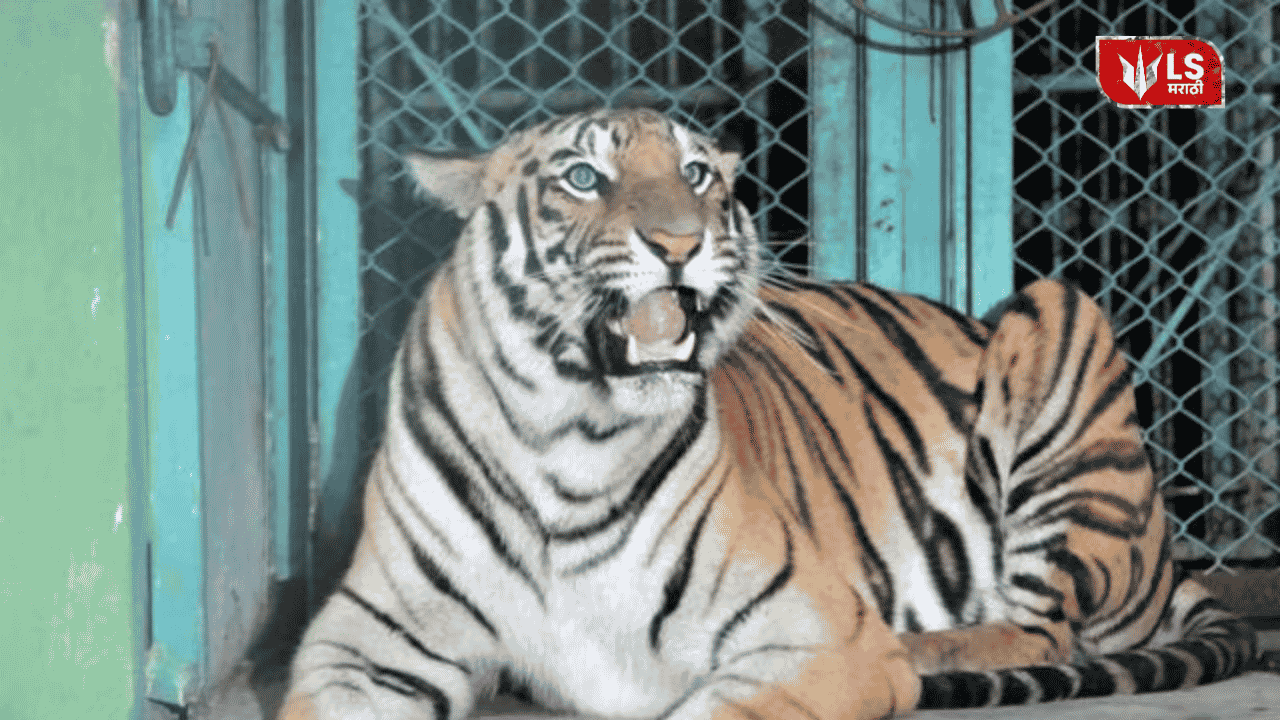 T2 Tigress Captured Chandrapur