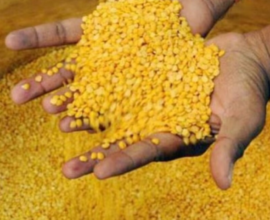 Import of Pulses from Abroad