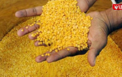 Import of Pulses from Abroad