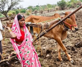Ladki Bahin Scheme While Farmers Suffer