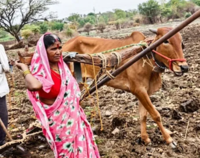 Ladki Bahin Scheme While Farmers Suffer