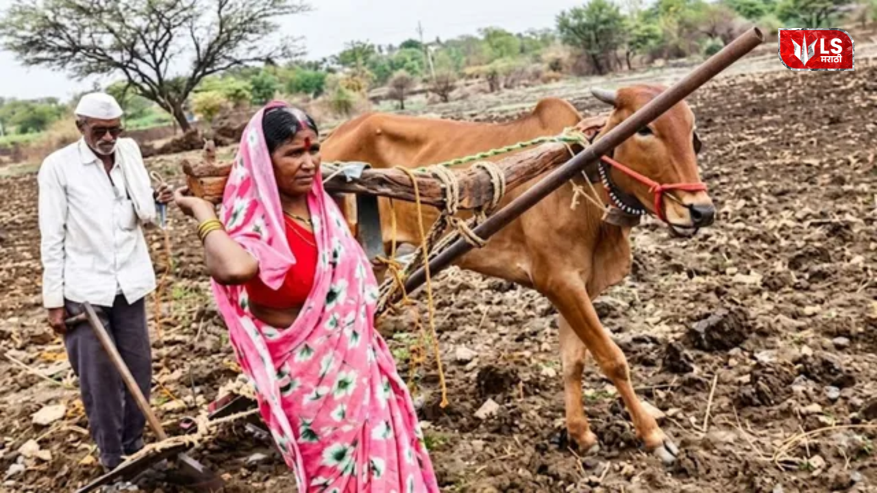 Ladki Bahin Scheme While Farmers Suffer