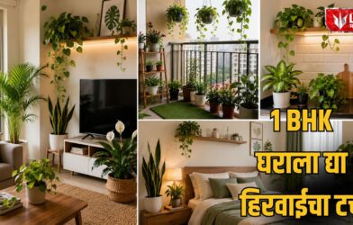 Best Indoor Plants for a 1 BHK Home