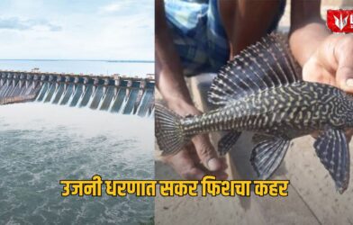 Lok Shevay Marathi News (लोकशिवाय मराठी बातम्या) - Monika Shinde Website 39 Sucker Fish