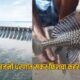Lok Shevay Marathi News (लोकशिवाय मराठी बातम्या) - Monika Shinde Website 39 Sucker Fish