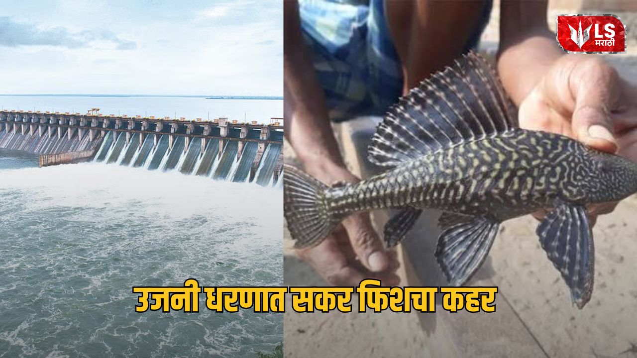 Lok Shevay Marathi News (लोकशिवाय मराठी बातम्या) - Monika Shinde Website 39 Sucker Fish