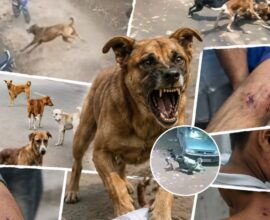 Dog Attack