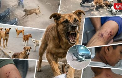 Lok Shevay Marathi News (लोकशिवाय मराठी बातम्या) - Harshad website 46 Dog Attack