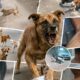 Lok Shevay Marathi News (लोकशिवाय मराठी बातम्या) - Harshad website 46 Dog Attack
