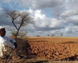 Marathwada soybean crop